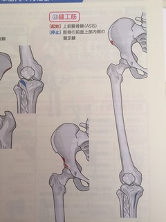 A56縫工筋