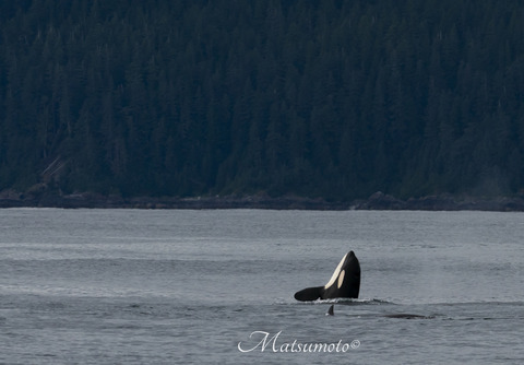 _DSC3755