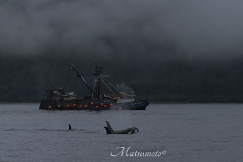 _DSC2334-2
