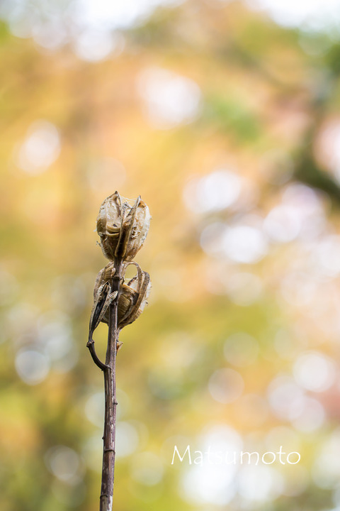 20151129-463A5899