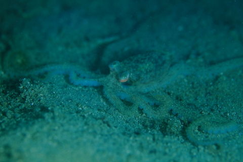 DPP_2274