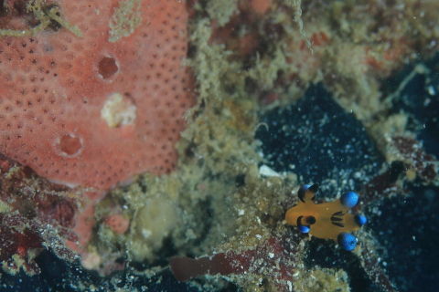 DPP_2272