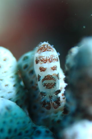 DPP_2278
