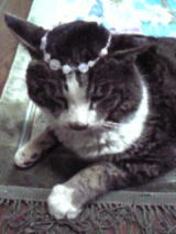 mosse2