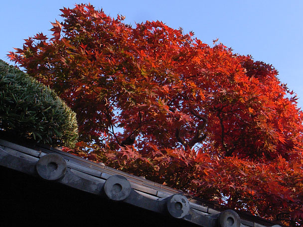 紅葉