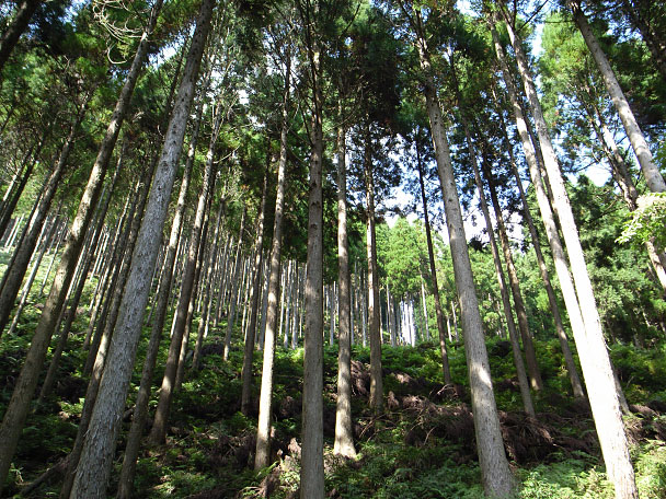 朝来の森