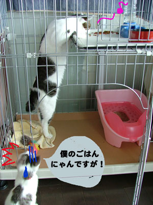 ご飯だ〜