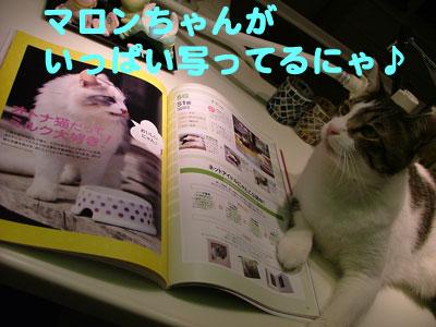 マロンちゃんが