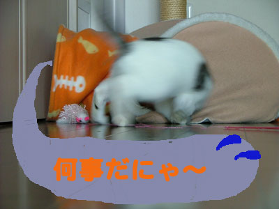 やめてにゃ〜・・・