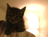 子猫2