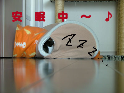 眠っていたら・・・