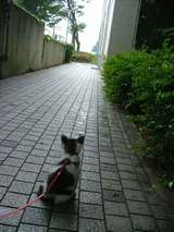 ピートのお散歩道