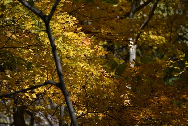 DSC_1499