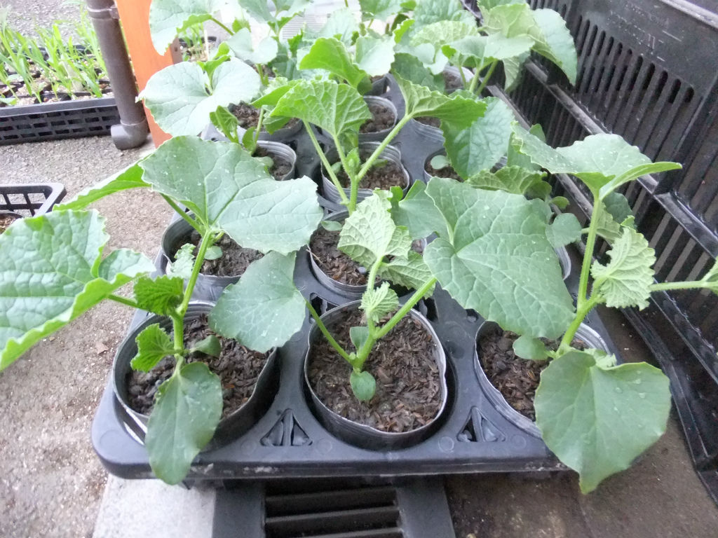 Organic Cucumber Seedling / 有機青瓜苗 — Grow Something