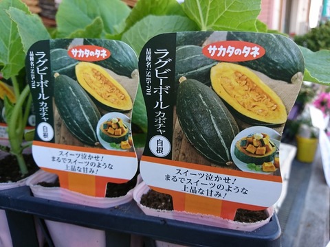 入荷情報】驚きの甘さ！「ラグビーボール」カボチャ 等 : キントラ種苗