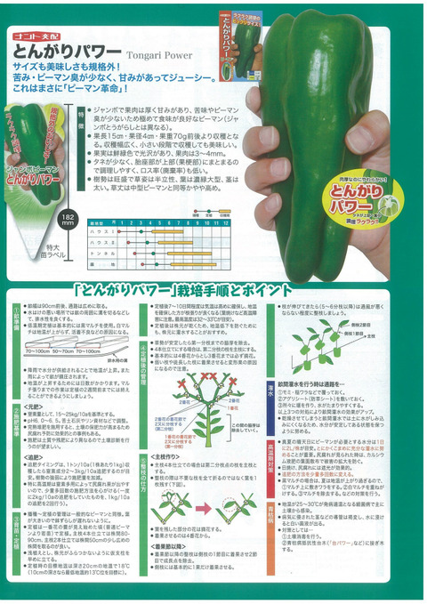 今年のピーマン苗ラインナップ : キントラ種苗 オフィシャルブログ