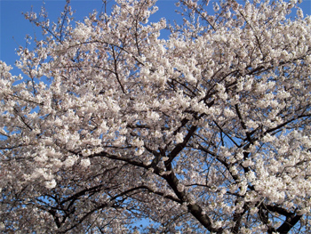 SAKURA-1