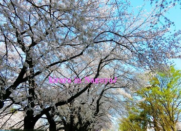 名古屋城♪