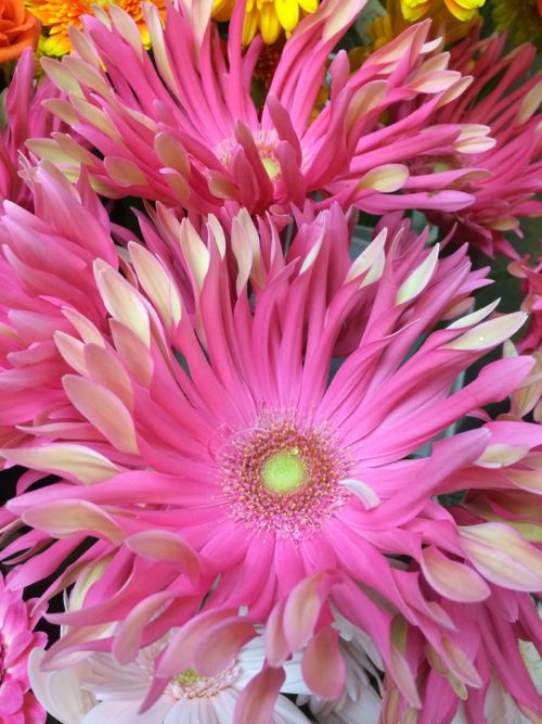 花ギフト|フラワーギフト|誕生日 花|カノシェ話題|スタンド花|ウエディングブーケ|花束|花屋|IMG_7981