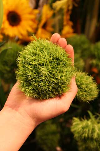 花ギフト｜フラワーギフト｜誕生日　花｜カノシェ話題｜スタンド花｜ウエディングブーケ｜花束｜花屋｜てまりそう