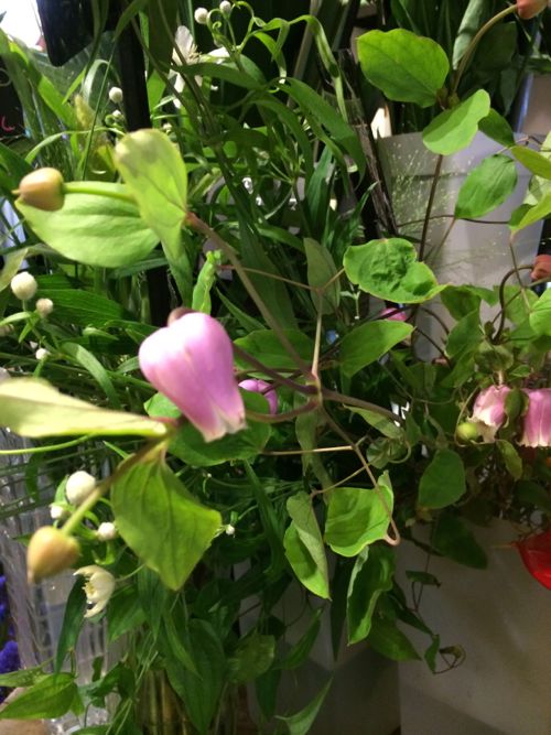 花ギフト|フラワーギフト|誕生日 花|カノシェ話題|スタンド花|ウエディングブーケ|花束|花屋|IMG_6121