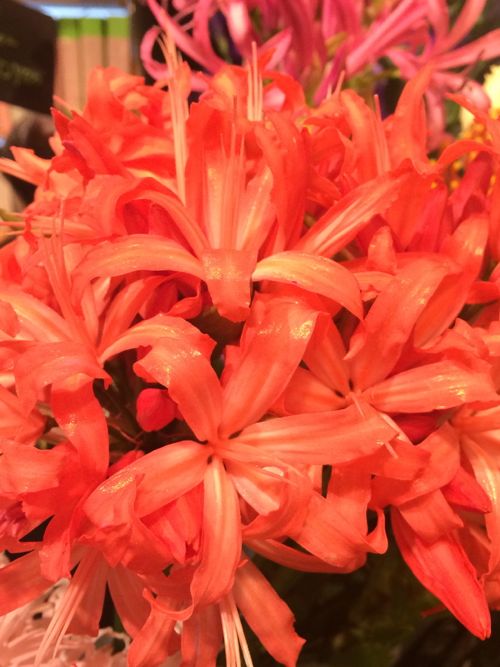 花ギフト|フラワーギフト|誕生日 花|カノシェ話題|スタンド花|ウエディングブーケ|花束|花屋|IMG_7761