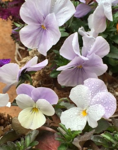 花ギフト｜フラワーギフト｜誕生日　花｜カノシェ話題｜スタンド花｜ウエディングブーケ｜花束｜花屋｜写真 1(18)