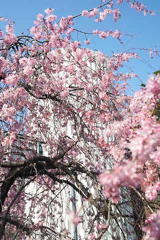 花ギフト｜フラワーギフト｜誕生日　花｜カノシェ話題｜スタンド花｜ウエディングブーケ｜花束｜花屋｜桜５