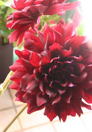 花ギフト|フラワーギフト|誕生日 花|カノシェ話題|スタンド花|ウエディングブーケ|花束|花屋|ダリア