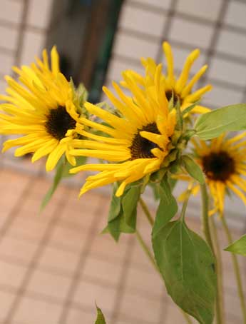 花ギフト|フラワーギフト|誕生日 花|カノシェ話題|スタンド花|ウエディングブーケ|花束|花屋|草花園さん