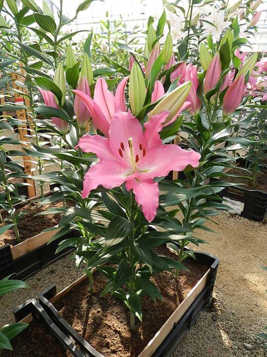 花ギフト|フラワーギフト|誕生日 花|カノシェ話題|スタンド花|ウエディングブーケ|花束|花屋|10442467_659005434186233_7295332052950992972_n