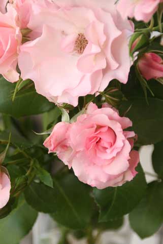 花ギフト|フラワーギフト|誕生日 花|カノシェ話題|スタンド花|ウエディングブーケ|花束|花屋|2d25523d