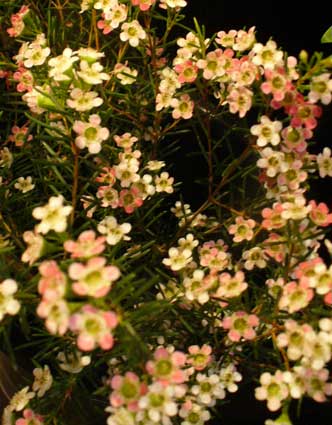 花ギフト｜フラワーギフト｜誕生日　花｜カノシェ話題｜スタンド花｜ウエディングブーケ｜花束｜花屋｜ワックスまじり