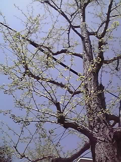 花ギフト|フラワーギフト|誕生日 花|カノシェ話題|スタンド花|ウエディングブーケ|花束|花屋|11-04-17_002
