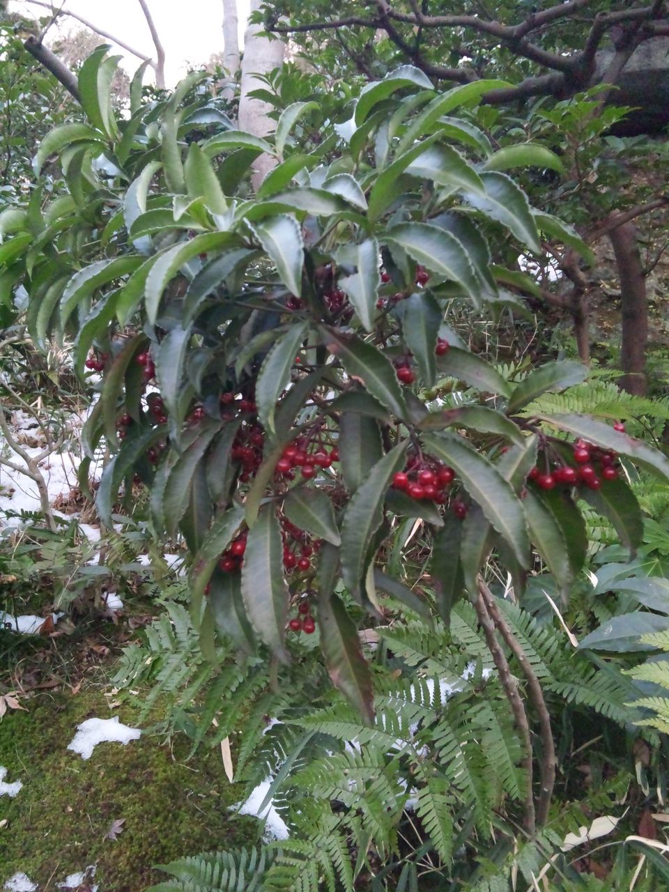 花ギフト｜フラワーギフト｜誕生日　花｜カノシェ話題｜スタンド花｜ウエディングブーケ｜花束｜花屋｜120126_162527