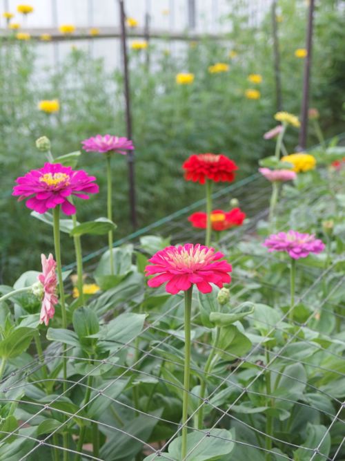 花ギフト｜フラワーギフト｜誕生日　花｜カノシェ話題｜スタンド花｜ウエディングブーケ｜花束｜花屋｜P8150180