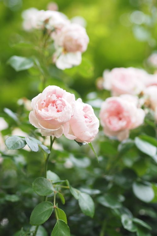 花ギフト｜フラワーギフト｜誕生日　花｜カノシェ話題｜スタンド花｜ウエディングブーケ｜花束｜花屋｜P6022680