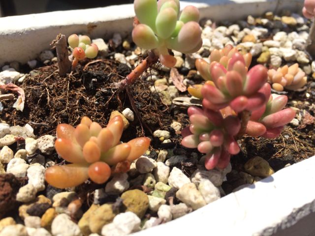 花ギフト|フラワーギフト|誕生日 花|カノシェ話題|スタンド花|ウエディングブーケ|花束|花屋|IMG_2053