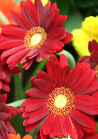 花ギフト|フラワーギフト|誕生日 花|カノシェ話題|スタンド花|ウエディングブーケ|花束|花屋|IMG_0146