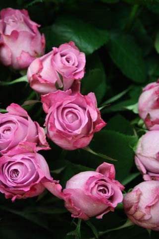 花ギフト|フラワーギフト|誕生日 花|カノシェ話題|スタンド花|ウエディングブーケ|花束|花屋|bara2-murasaki
