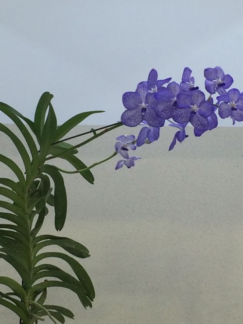 花ギフト|フラワーギフト|誕生日 花|カノシェ話題|スタンド花|ウエディングブーケ|花束|花屋|IMG_9474