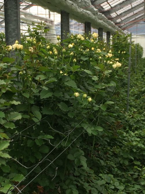 花ギフト|フラワーギフト|誕生日 花|カノシェ話題|スタンド花|ウエディングブーケ|花束|花屋|IMG_7865