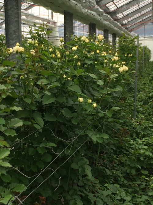 花ギフト｜フラワーギフト｜誕生日　花｜カノシェ話題｜スタンド花｜ウエディングブーケ｜花束｜花屋｜IMG_7865