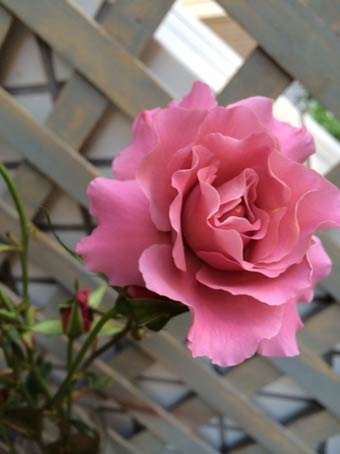 花ギフト｜フラワーギフト｜誕生日　花｜カノシェ話題｜スタンド花｜ウエディングブーケ｜花束｜花屋｜ブラウンスカーフ