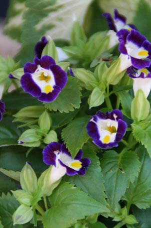 花ギフト|フラワーギフト|誕生日 花|カノシェ話題|スタンド花|ウエディングブーケ|花束|花屋|IMG_8338