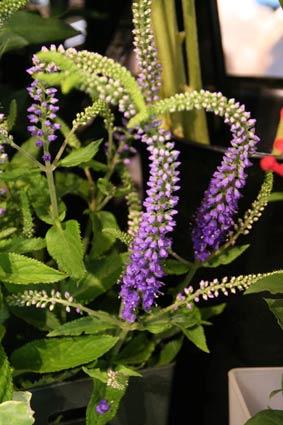 花ギフト|フラワーギフト|誕生日 花|カノシェ話題|スタンド花|ウエディングブーケ|花束|花屋|IMG_8330