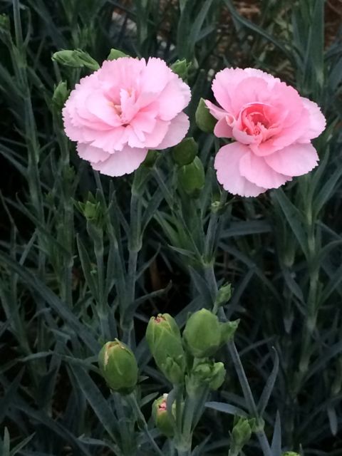 花ギフト|フラワーギフト|誕生日 花|カノシェ話題|スタンド花|ウエディングブーケ|花束|花屋|IMG_2186