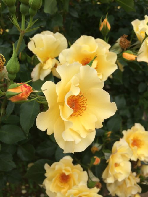 花ギフト|フラワーギフト|誕生日 花|カノシェ話題|スタンド花|ウエディングブーケ|花束|花屋|IMG_5201