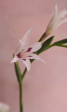 花ギフト｜フラワーギフト｜誕生日　花｜カノシェ話題｜スタンド花｜ウエディングブーケ｜花束｜花屋｜IMG_7041