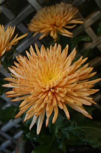 花ギフト|フラワーギフト|誕生日 花|カノシェ話題|スタンド花|ウエディングブーケ|花束|花屋|ブロンズ